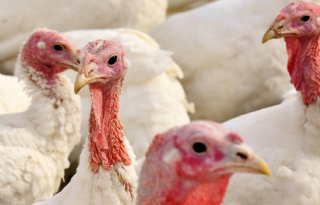 Vogelgriep vastgesteld op kalkoenenbedrijf in Ysselsteyn
