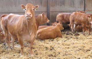 Vleesveehouderij gaat aan de slag met voetafdrukmetingen
