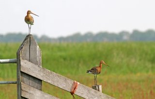 Weidevogels krijgen meer ruimte in Friese Workumerwaard