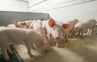 Prijzen voor vleesvarkens en biggen trekken stevig aan