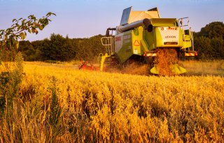 5 vragen over agroforestry: meer dan alleen voedselbossen