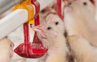 Opnieuw bedrijf met vogelgriep aangetroffen in Ysselsteyn