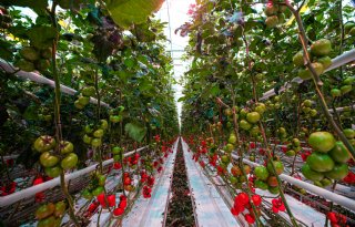 Harvest House vraagt ACM toestemming voor overname