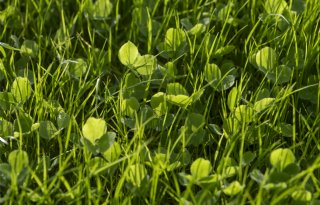 Grasklaver kan bij actief sturen stikstofkunstmest vervangen