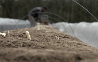 Brabantse aspergeteler krijgt boete voor gebrekkige administratie