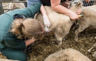 'Het blijft niet bij blauwtong, andere exotische ziekten volgen'