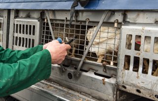 Meer ruimte, meer schade; vraagtekens bij lagere transportdichtheid vleeskuikens