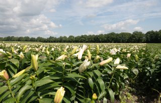 Westerveld stemt in met beperkingen voor sierteelt