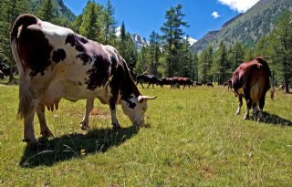 5 vragen over subsidie op aanschaf van melkvee in Oekraïne