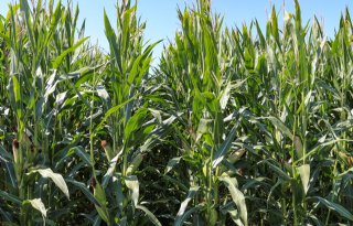 Rietzwenkgras is effectieve maatregel tegen afspoeling