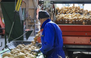 Grote voorraad blijft molensteen voor aardappelmarkt
