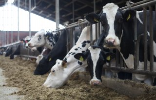 Stikstofuitstoot melkveehouders Noord-Holland daalt met 13 procent in vijf jaar