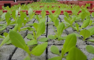 Kwekerij Jongerius alsnog failliet verklaard