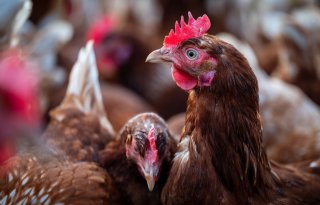 Vogelgriep bij pluimveebedrijf in Groningse Vlagtwedde