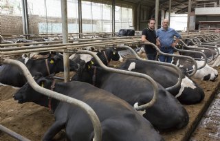Melkveehouder Jean Nicolaes: 'Boeren is hier nu anders dan vroeger'