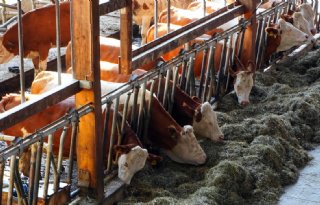 Friese uitbraak vogelgriep lijkt met sisser af te lopen