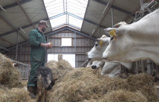 Vleesveesector toch in AMVB dierwaardige veehouderij; extra eisen op komst