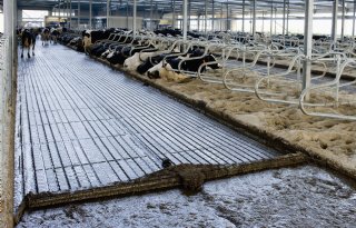 Brabantse veehouders met oud stalsysteem krijgen meer tijd voor emissiereductie