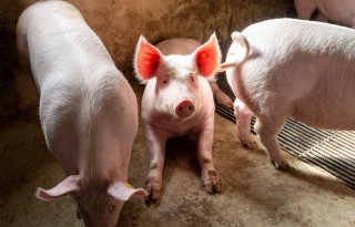 Varkensmarkt is stabiel, maar lage prijzen zorgen voor voorzichtigheid