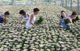 Roofwants Orius blijkt betere bestrijder dan gedacht