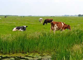 Afrastering voor efficiënte weidegang