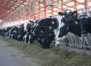 Choline beperkt omvang negatieve energiebalans