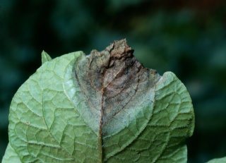 Extra duurwerking tegen Phytophthora infestans nodig