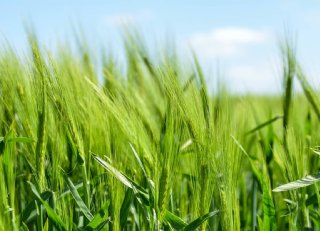 Van effectief leidinggeven tot basiscursus akkerbouw