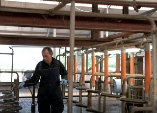 Melkveehouder Van Bergen: 'Met dit stalplan houd ik grip op vliegenoverlast'