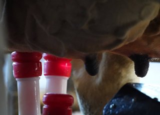 Meer grip op voerkosten, productie en gehaltes