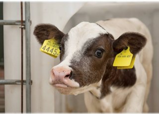 'Vaccineren tegen BRD moet onderdeel zijn van goed plan'