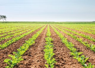 Smart Jitka KWS biedt innovatie in onkruidbestrijding bieten