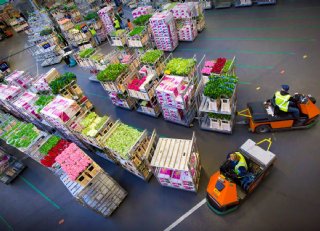 Global GAP vergroot aantal keuzes sierteeltbedrijven