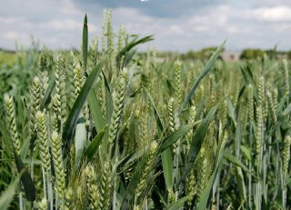 Bij BlueN verzorgen bacteriën deel stikstofvoorziening gewas