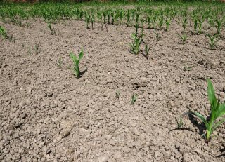 Zo geef je complete teeltbescherming aan je mais