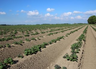 Gofor tegen onkruiden in aardappelen