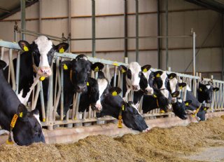 Dit moet je doen met suikerrijk voorjaarsgras