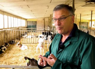 Vitale kalveren: hoe voorkom je longontsteking?