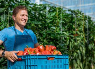 NoFly belangrijke aanwinst in teelt vruchtgroenten