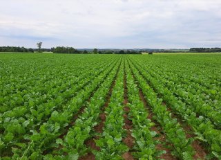 Alle deuren openhouden in strijd tegen onkruid