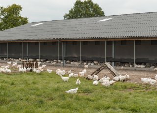 'Vleeskuikens ideale neventak: makkelijk inpasbaar met gunstige concurrentiepositie'
