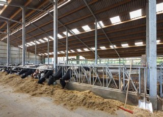 Hitte weren? Maak de stal een comfortabele en veilige plek