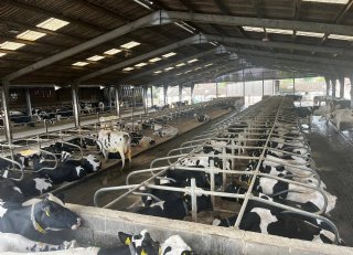 Groot-Brittannië kansrijk emigratieland voor Nederlandse veehouders