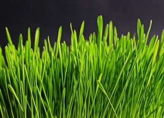 Hoe zorg ik voor een betere eiwitbenutting in het voorjaar tijdens het weideseizoen?