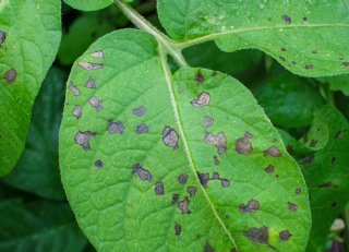 Aanpak alternaria: te laat beginnen kost altijd geld