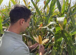 Ultravroege mais: de sleutel tot oogst voor 1 september