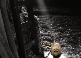 Innovatieve knaagdierbestrijding: Harmonix Rodent Paste doorbraak voor agrarische sector