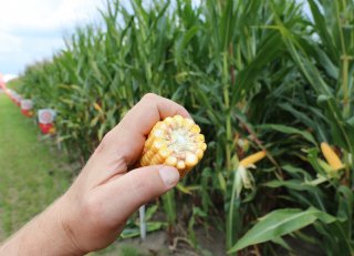 'Boeren weten dat deze rassen zich terugbetalen in meer melk'