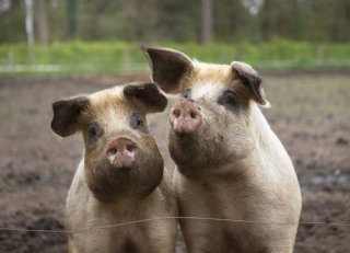 Opnieuw 250.000 euro beschikbaar voor dierenwelzijn