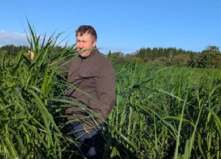 'Het succes van miscanthus wordt lang voor het planten beslist'